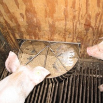Futtertrog für Ferkel halbrund