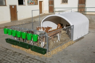 CalfHouse Premium XXL