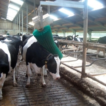 Agricow rotierende Kuhbürste / Viehbürste