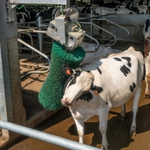 Agricow rotierende Kuhbürste / Viehbürste