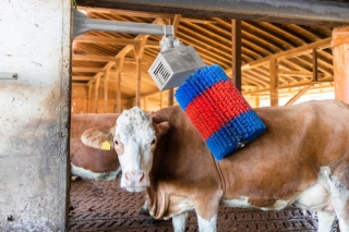 Kuhputzmaschine HAPPYCOW MidiSwing