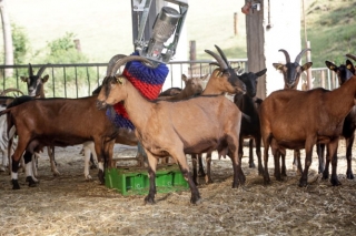 Kuhputzmaschine HAPPYCOW MiniSwing