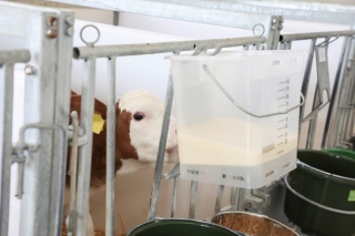 Tränkeeimer ohne Zubehör, 13 Liter