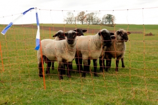 Herdenschutzband, blau/weiß