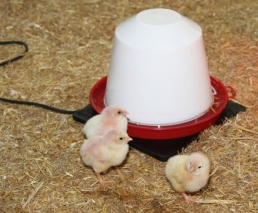 Gummiheizplatte für Kleintiere und Geflügel