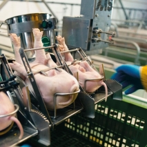 MS Pigsleeper flexy, 4 Ferkel