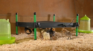 Wärmeplatte CosyHeat 50W