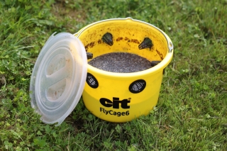 cit Fliegenfalle FlyCage6
