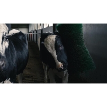 MS Rotierende Kuhbürste / Viehbürste