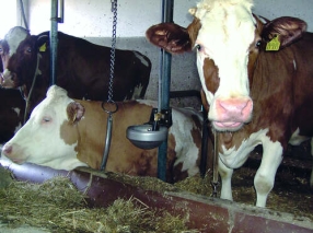 Tränkebecken Mod. 1200-Messing ¾