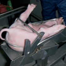 Kastrationsgerät für 2-9Tage Ferkel