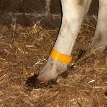 Clip & Click Kuh-Erkennungsbänder