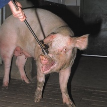 Schweinefangschlinge 55cm, schweres Modell