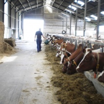 MS Keto Protect Plus, 240 kg